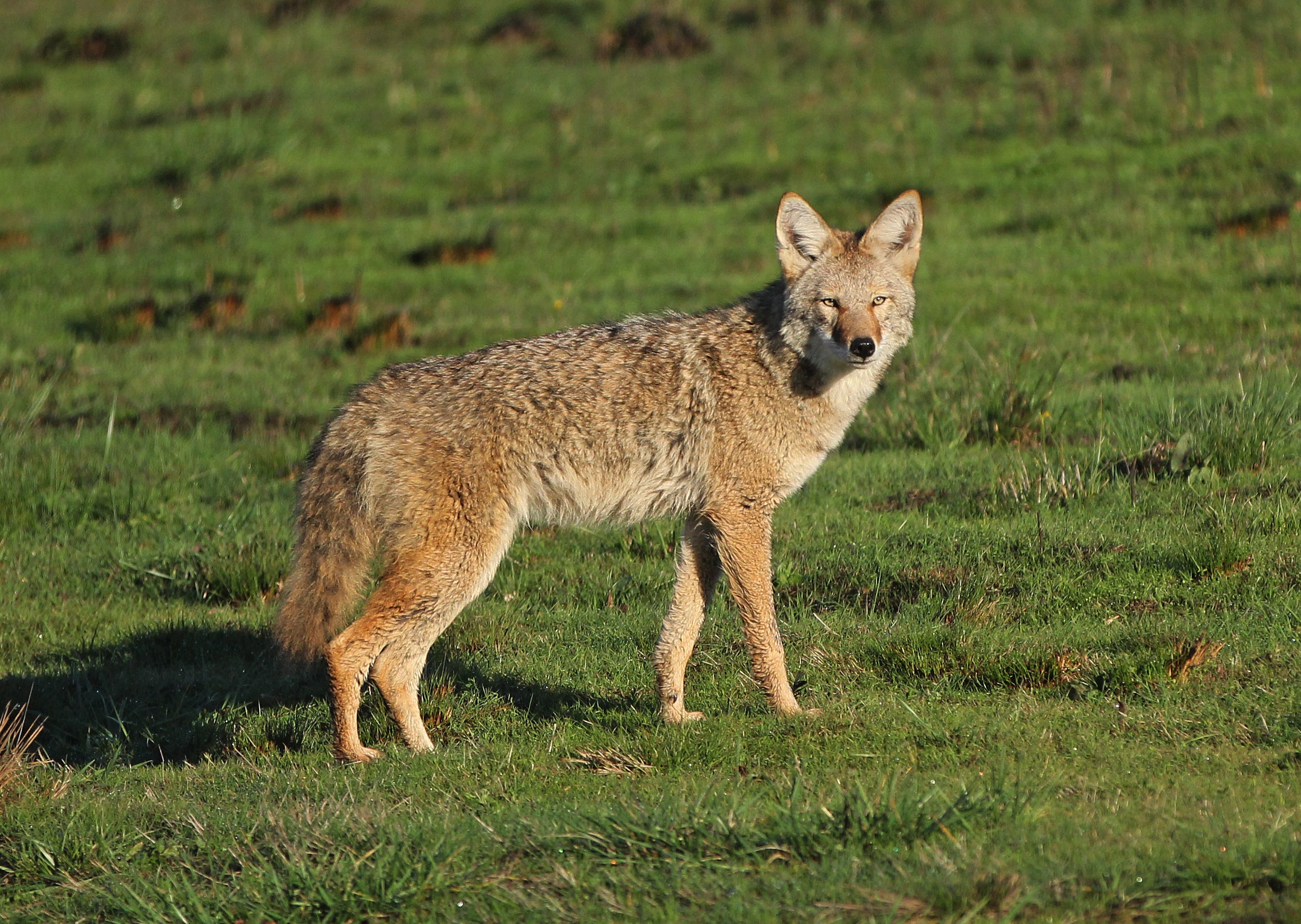 coyotes in south jersey